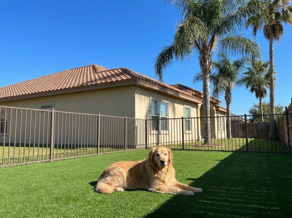 Dog resting on pet safe artificial turf in a Hidalgo County backyard